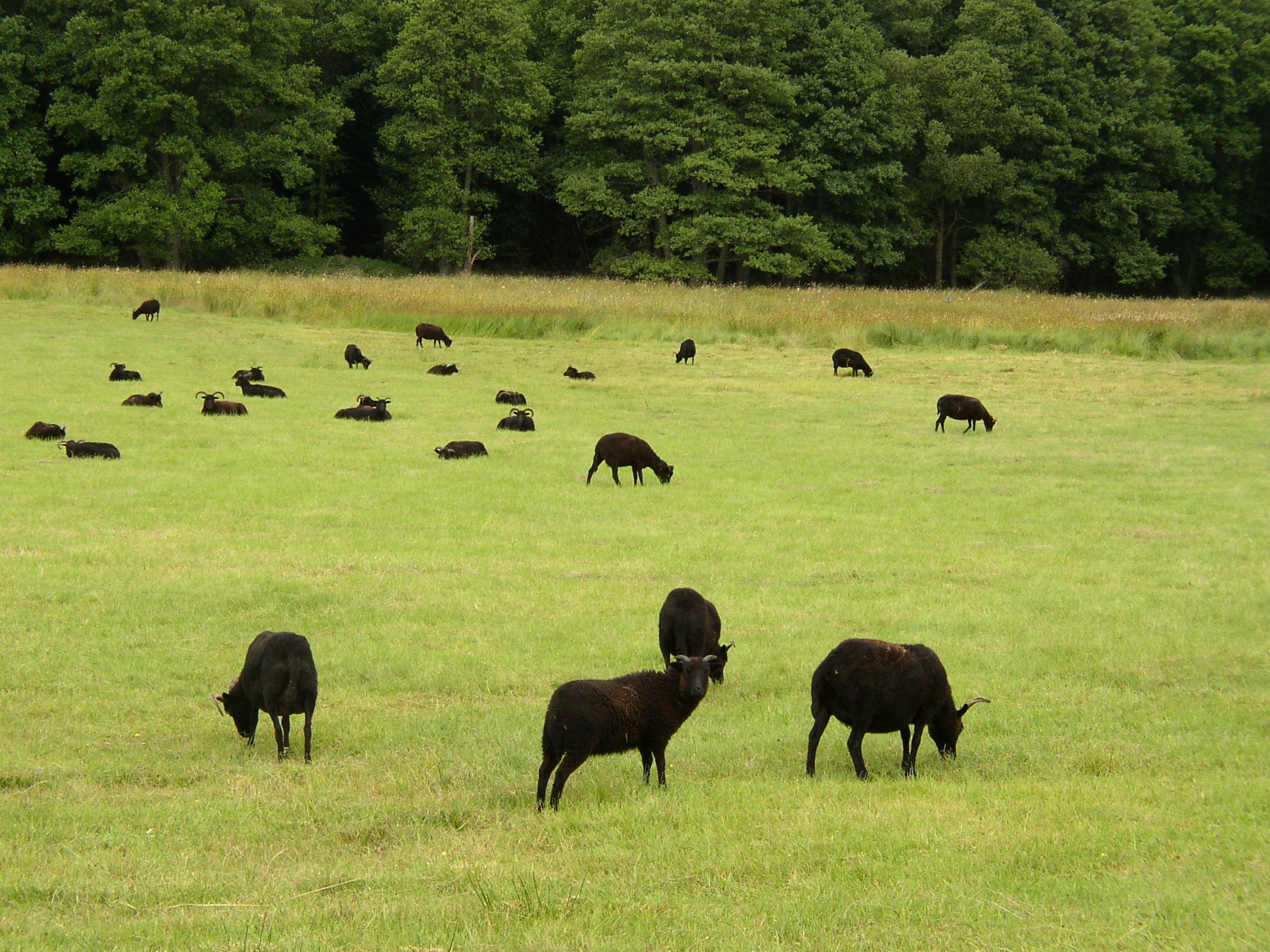 Skotsko
Loch Tummel black sheep